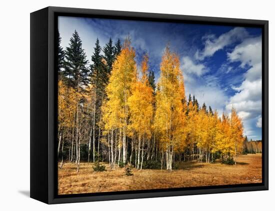 Through the Yellow Trees II-David Drost-Framed Premier Image Canvas