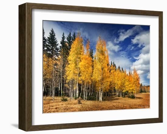 Through the Yellow Trees II-David Drost-Framed Photographic Print