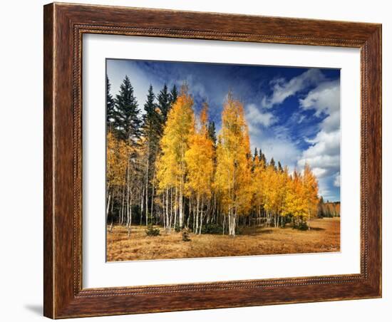 Through the Yellow Trees II-David Drost-Framed Photographic Print