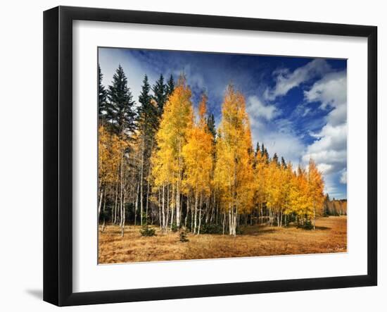 Through the Yellow Trees II-David Drost-Framed Photographic Print