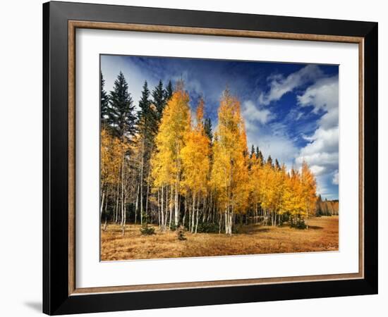 Through the Yellow Trees II-David Drost-Framed Photographic Print