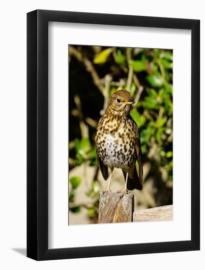 Thrush, Isles of Scilly, England, United Kingdom, Europe-Robert Harding-Framed Photographic Print