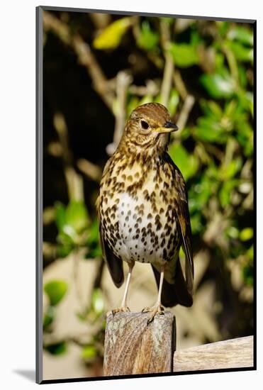 Thrush, Isles of Scilly, England, United Kingdom, Europe-Robert Harding-Mounted Photographic Print