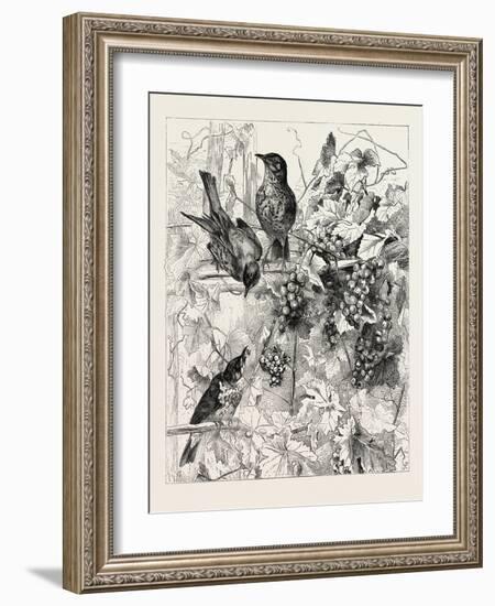 Thrushes in the Vineyard, Fashion, 1882-null-Framed Giclee Print