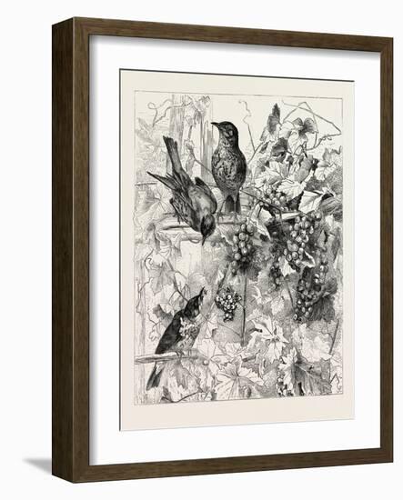 Thrushes in the Vineyard, Fashion, 1882-null-Framed Giclee Print