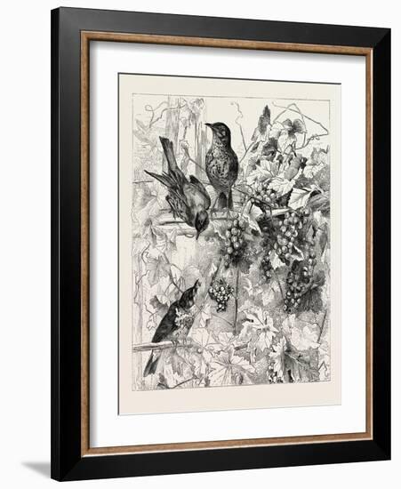 Thrushes in the Vineyard, Fashion, 1882-null-Framed Giclee Print