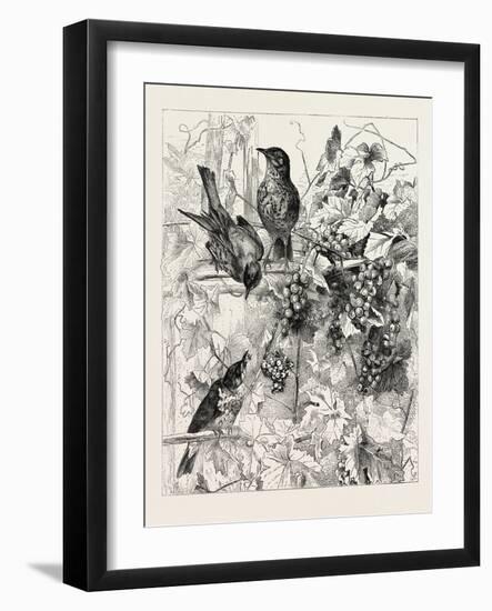 Thrushes in the Vineyard, Fashion, 1882-null-Framed Giclee Print