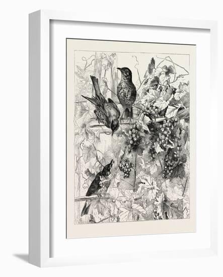 Thrushes in the Vineyard, Fashion, 1882-null-Framed Giclee Print