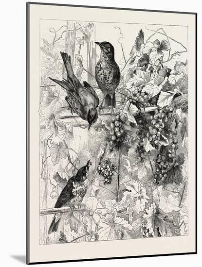 Thrushes in the Vineyard, Fashion, 1882-null-Mounted Giclee Print