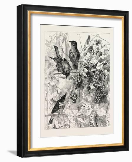 Thrushes in the Vineyard, Fashion, 1882-null-Framed Giclee Print