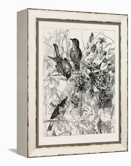 Thrushes in the Vineyard, Fashion, 1882-null-Framed Premier Image Canvas