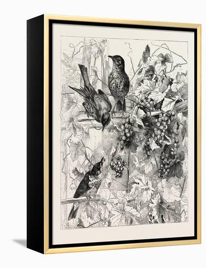 Thrushes in the Vineyard, Fashion, 1882-null-Framed Premier Image Canvas