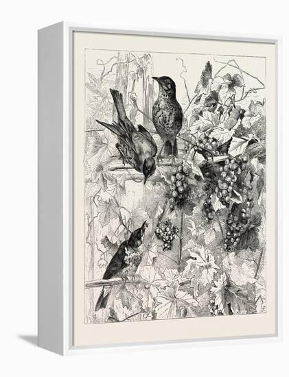 Thrushes in the Vineyard, Fashion, 1882-null-Framed Premier Image Canvas