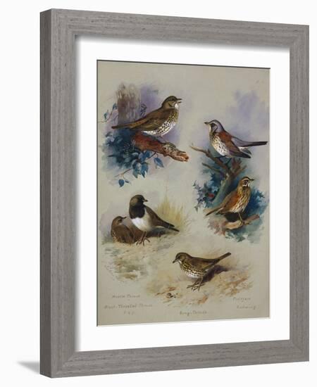 Thrushes-Archibald Thorburn-Framed Giclee Print