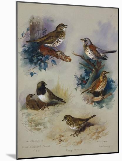 Thrushes-Archibald Thorburn-Mounted Giclee Print