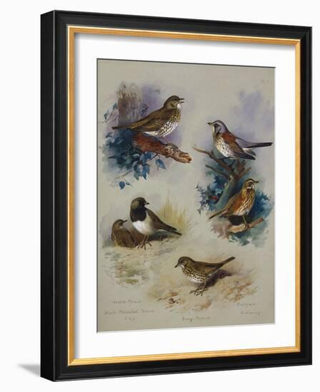 Thrushes-Archibald Thorburn-Framed Giclee Print