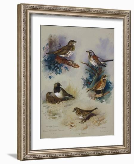 Thrushes-Archibald Thorburn-Framed Giclee Print