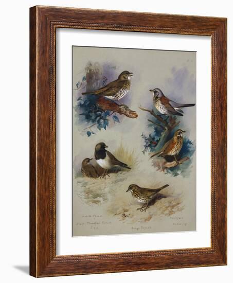 Thrushes-Archibald Thorburn-Framed Giclee Print