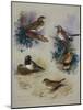 Thrushes-Archibald Thorburn-Mounted Giclee Print