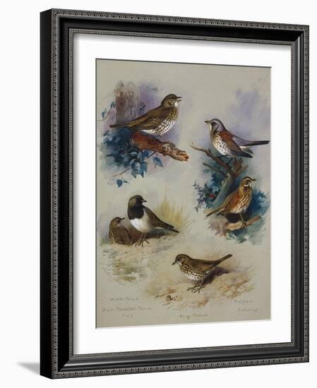 Thrushes-Archibald Thorburn-Framed Giclee Print