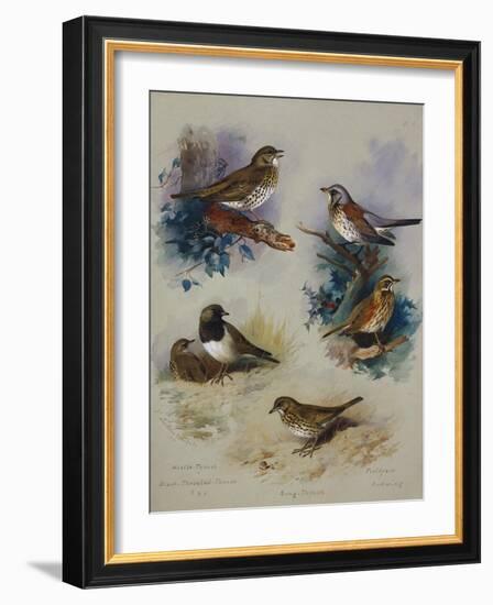 Thrushes-Archibald Thorburn-Framed Giclee Print