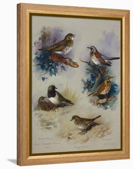 Thrushes-Archibald Thorburn-Framed Premier Image Canvas