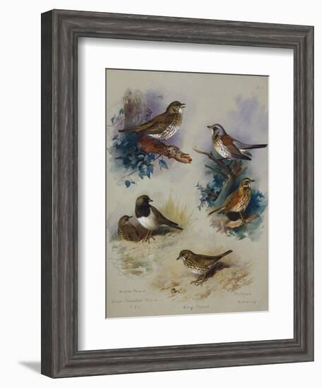 Thrushes-Archibald Thorburn-Framed Giclee Print