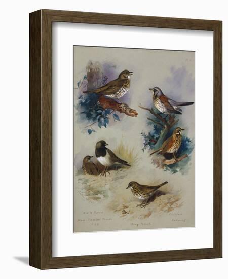 Thrushes-Archibald Thorburn-Framed Giclee Print