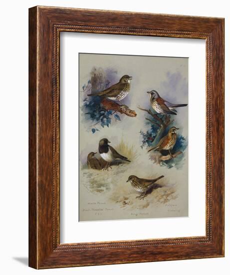 Thrushes-Archibald Thorburn-Framed Giclee Print