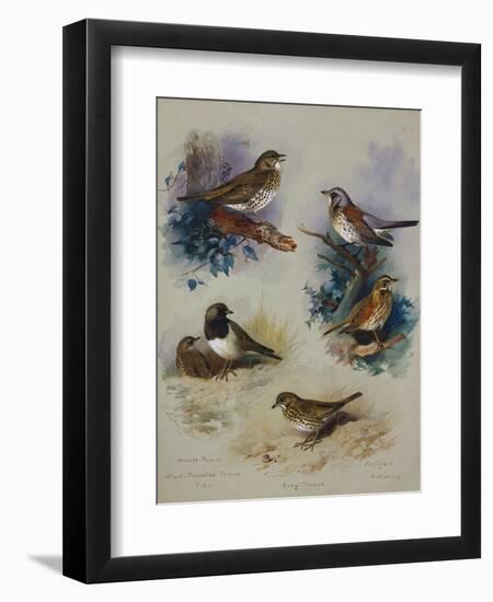 Thrushes-Archibald Thorburn-Framed Giclee Print