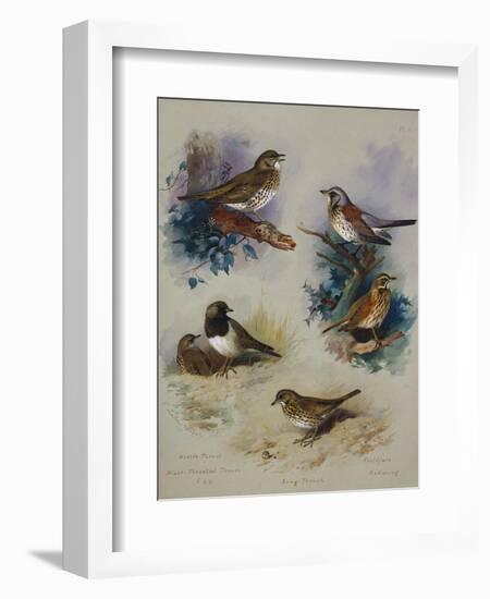 Thrushes-Archibald Thorburn-Framed Giclee Print