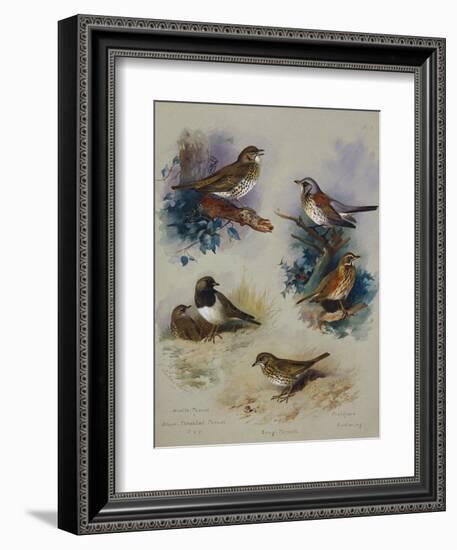 Thrushes-Archibald Thorburn-Framed Giclee Print