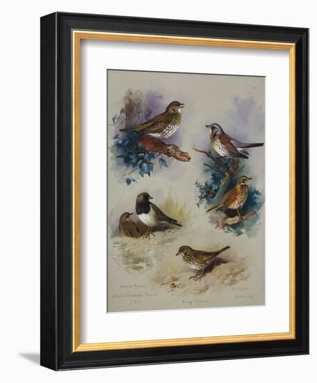 Thrushes-Archibald Thorburn-Framed Giclee Print