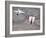 Thrust-Vectoring F-15 and Chase Plane in Flight-Jim Ross-Framed Photographic Print