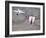 Thrust-Vectoring F-15 and Chase Plane in Flight-Jim Ross-Framed Photographic Print