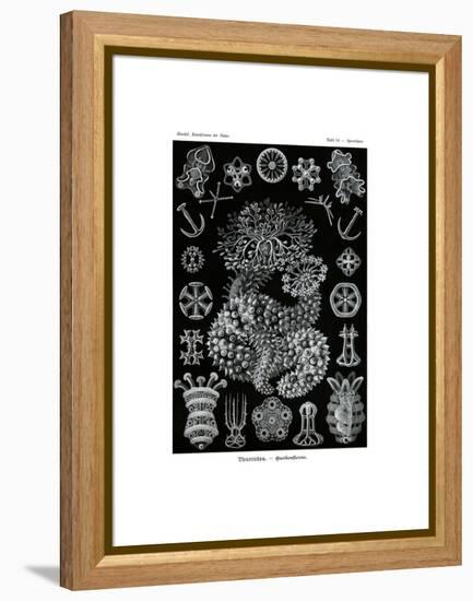 Thuroidea, 1899-1904-null-Framed Premier Image Canvas