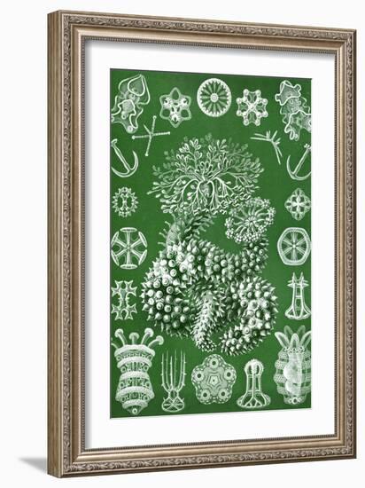 Thuroidea from 'Kunstformen Der Natur', 1899-Ernst Haeckel-Framed Giclee Print