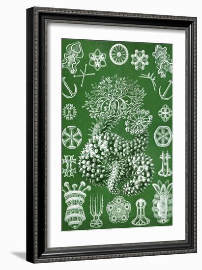 Thuroidea from 'Kunstformen Der Natur', 1899-Ernst Haeckel-Framed Giclee Print