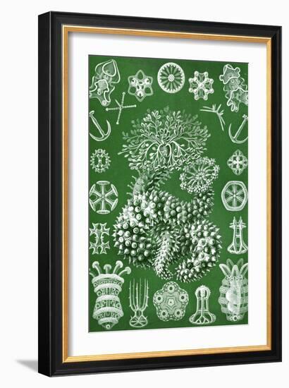 Thuroidea from 'Kunstformen Der Natur', 1899-Ernst Haeckel-Framed Giclee Print