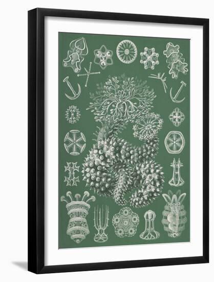 Thuroidea Gurkensterne-Ernst Haeckel-Framed Art Print