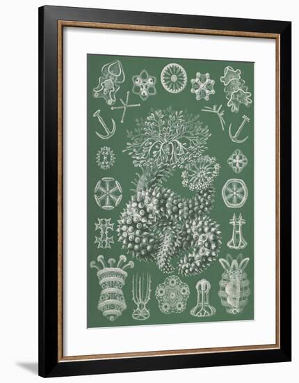 Thuroidea Gurkensterne-Ernst Haeckel-Framed Art Print