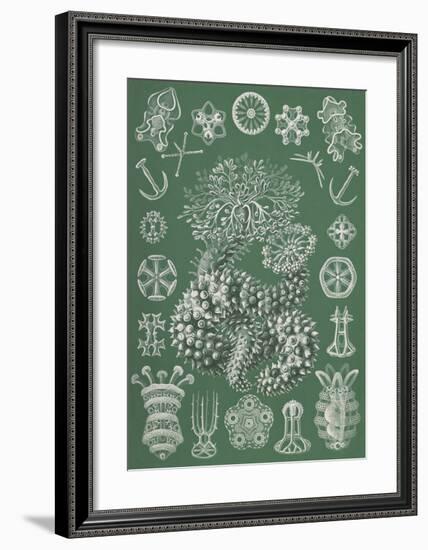 Thuroidea Gurkensterne-Ernst Haeckel-Framed Art Print