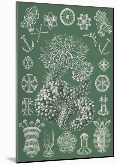 Thuroidea Gurkensterne-Ernst Haeckel-Mounted Art Print