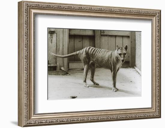 Thylacine - Tasmanian Tiger - Tasmanian Wolf (Thylacinus Cynocephalus) Last Known Individual-Dave Watts-Framed Photographic Print