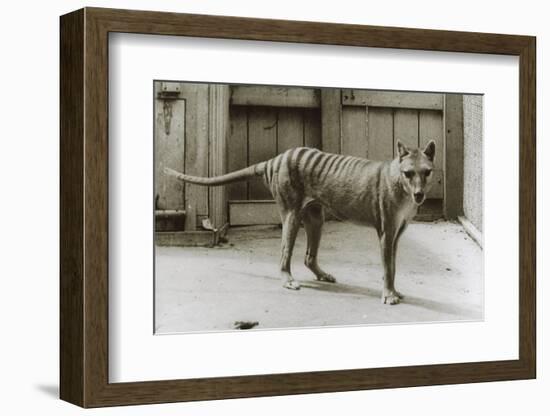 Thylacine - Tasmanian Tiger - Tasmanian Wolf (Thylacinus Cynocephalus) Last Known Individual-Dave Watts-Framed Photographic Print