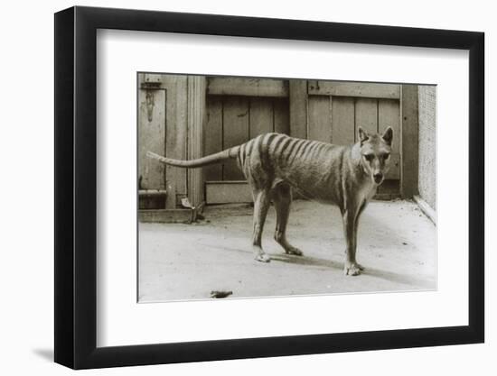 Thylacine - Tasmanian Tiger - Tasmanian Wolf (Thylacinus Cynocephalus) Last Known Individual-Dave Watts-Framed Photographic Print