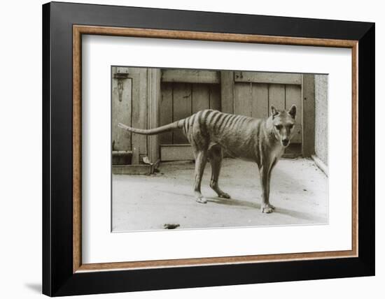 Thylacine - Tasmanian Tiger - Tasmanian Wolf (Thylacinus Cynocephalus) Last Known Individual-Dave Watts-Framed Photographic Print