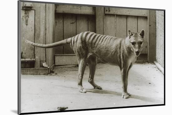 Thylacine - Tasmanian Tiger - Tasmanian Wolf (Thylacinus Cynocephalus) Last Known Individual-Dave Watts-Mounted Photographic Print