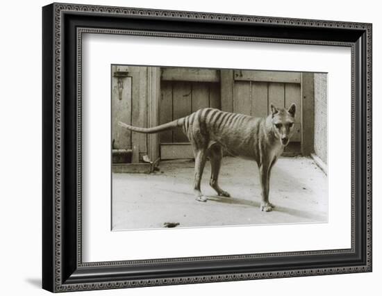 Thylacine - Tasmanian Tiger - Tasmanian Wolf (Thylacinus Cynocephalus) Last Known Individual-Dave Watts-Framed Photographic Print