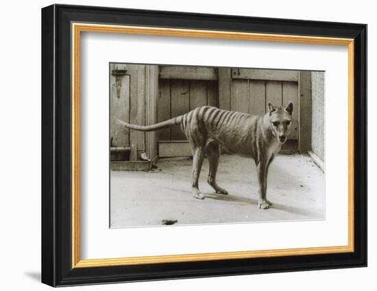 Thylacine - Tasmanian Tiger - Tasmanian Wolf (Thylacinus Cynocephalus) Last Known Individual-Dave Watts-Framed Photographic Print